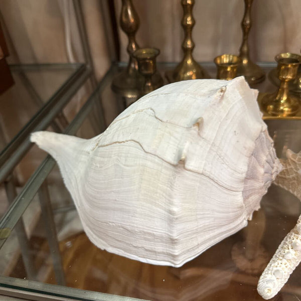 Lrg Whelk Conch Shell 11"
