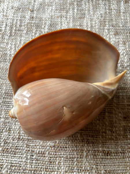 Large Crowned Creamy White Melon Seashell