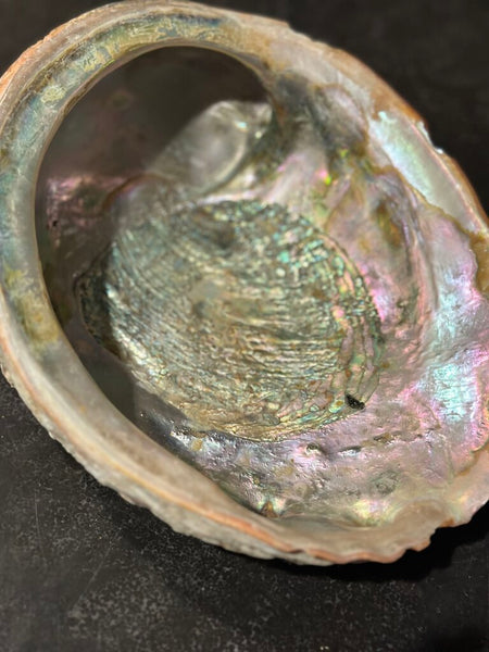 LARGE ABALONE SHELL 9" X 7"