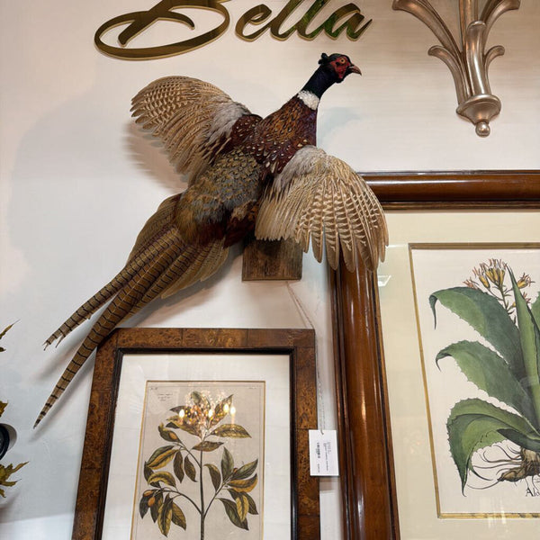 Pheasant Taxidermy Wall Mount -Firm