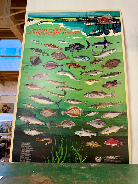 JFV ~ Vintage 1971 heavy poster of Marine Fish of the Northern Atlantic. 30" by 48" .