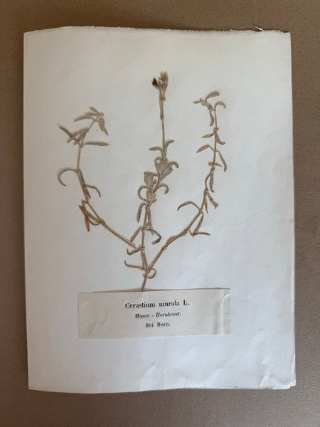Early 1900 herbarium Cerastium murala L." (Mauer-Hornkraut) and "Bei Bern" (near Bern, Switzerland).
