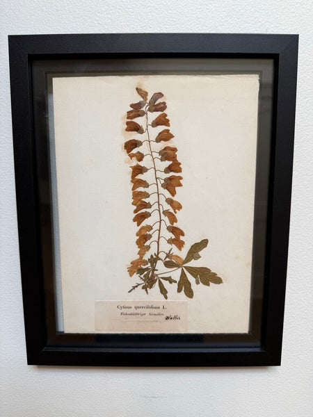 Early 1900 herbarium Cytisus quercifolium L. (commonly known as oak-leaved broom or Eichenblattriger Geissklee) originating from the Wallis
