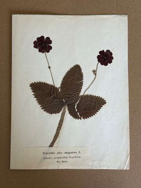 Early 1900 Herbarium Potentilla atrosanguinea L. (Himalayan cinquefoil), Bern