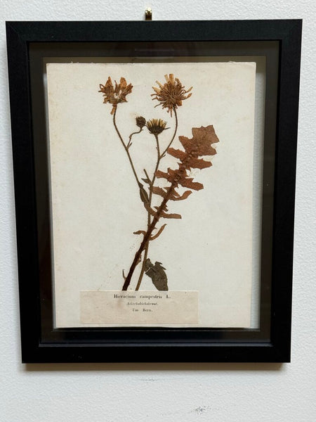 Early 1900 Herbarium Hieracium campestris L. (an older nomenclature variant related to hawkweeds), the German common name Ackerhabichtskraut, Betn