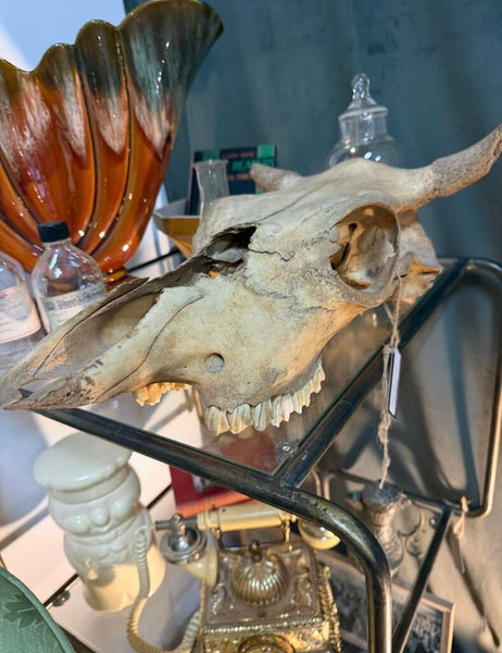 Vintage Steer Skull W1162