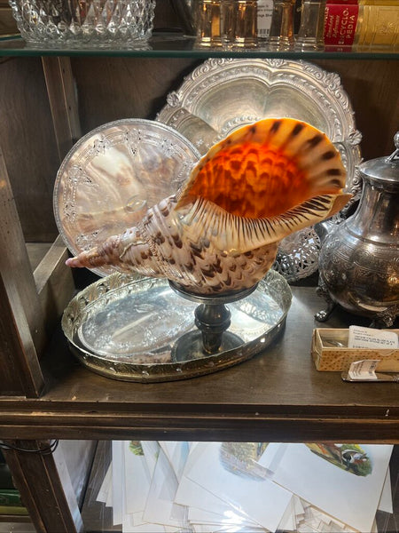Antique XL Triton Shell W stand