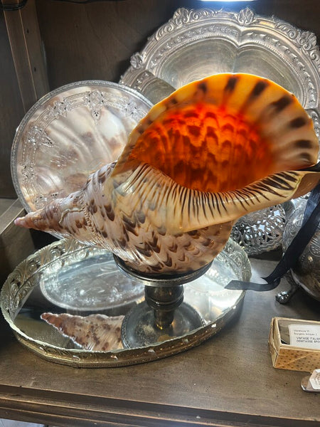 Antique XL Triton Shell W stand
