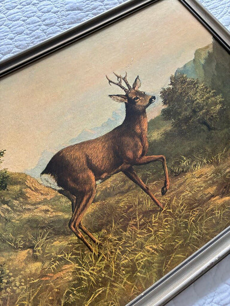 Vintage German Buck Print 1950 Eugene Ettle 13 x 17