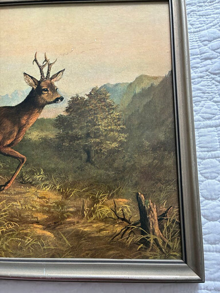 Vintage German Buck Print 1950 Eugene Ettle 13 x 17