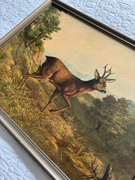 Vintage German Buck Print 1950 Eugene Ettle 13 x 17