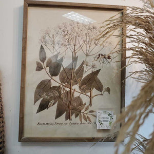 Botanical Framed Print #1 15.75"