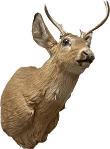 Deer taxidermy