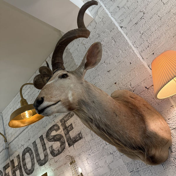VINTAE TAXIDERMY KUDU 39X52 IN STORE PICK UP ONLY