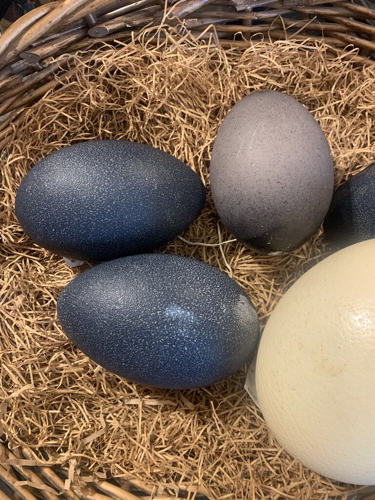 Emu Egg Shell